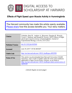 Effects of Flight Speed upon Muscle Activity in Hummingbirds The
