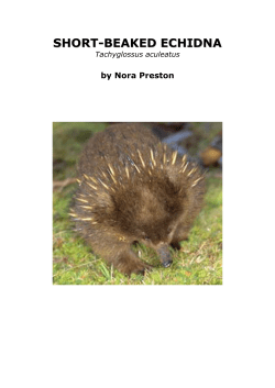 by Nora Preston - Fourth Crossing Wildlife