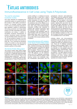 Immunofluorescence in Cell Lines using Triple A Polyclonals