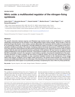 Nitric oxide: a multifaceted regulator of the nitrogen