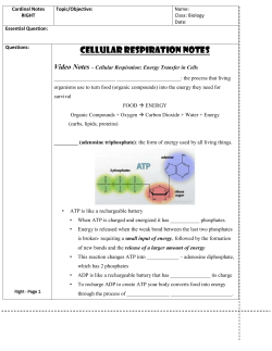 Cellular Respiration Notes Outline