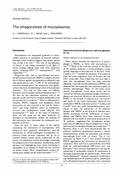 The phagocytosis of mycoplasmas