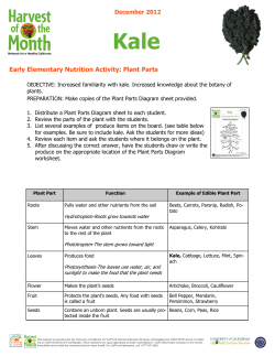 December - Kale - Class Activity