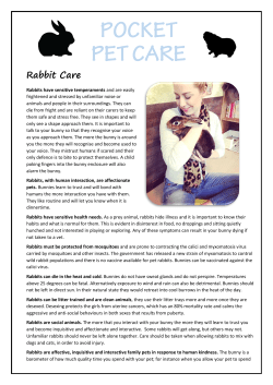 Rabbit Care - Animal Aid