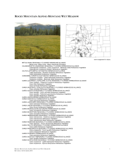 rocky mountain alpine-montane wet meadow
