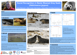Social Recognition in Newly Weaned Grey Seals