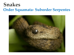 Snakes