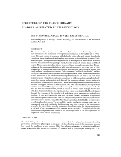 structure of the toad`s urinary bladder as related to