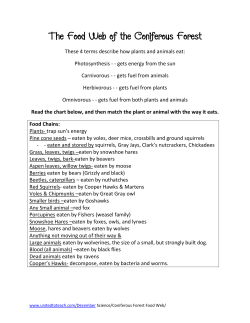 The Food Web of the Coniferous Forest