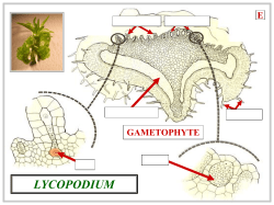 lycopodium - Building The Pride