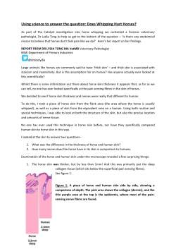 Using science to answer the question: Does Whipping Hurt