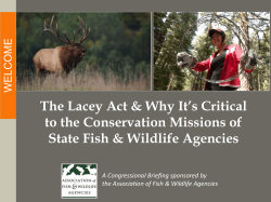 The Lacey Act and Why It`s Critical to the Conservation Missions of