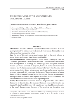 the development of the aortic isthmus in human fetal life
