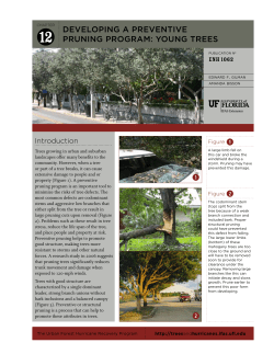 developing a preventive pruning program: young trees