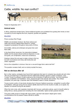 Cattle, wildlife: No real conflict?