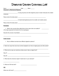 Digestive System Stations Lab