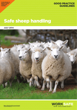 Safe sheep handling