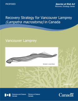 Recovery Strategy for Vancouver Lamprey (Lampetra macrostoma