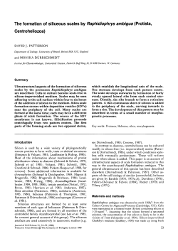 The formation of siliceous scales by Raphidiophrys ambigua