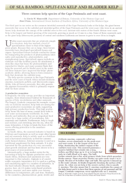 OF SEA BAMBOO, SPLIT-FAN KELP AND BLADDER KELP