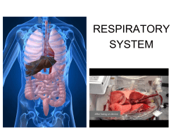 RESPIRATORY SYSTEM - Mr. Hardin`s Class
