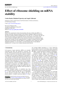Effect of ribosome shielding on mRNA stability