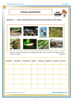 Animal classification