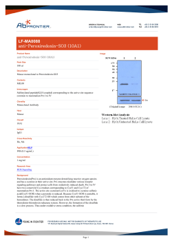 LF-MA0088 anti-Peroxiredoxin-SO3 (10A1)
