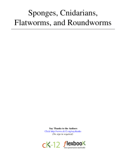 Sponges, Cnidarians, Flatworms, and Roundworms