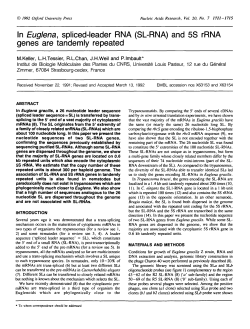 In Euglena, spliced-leader RNA (SL-RNA) and