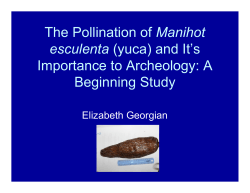 The Pollination of Manihot esculenta