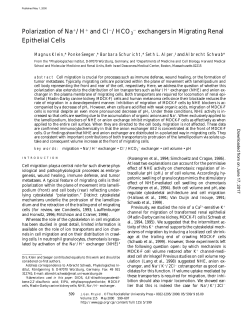 Polarization of Na /H and Cl /HCO 3 exchangers in Migrating Renal