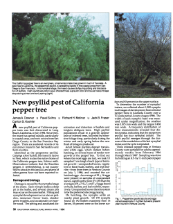 New psyllid pest of California pepper tree