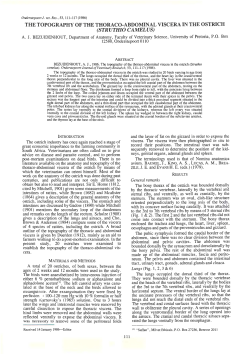 the topography of the thoraco-abdominal viscera in the ostrich