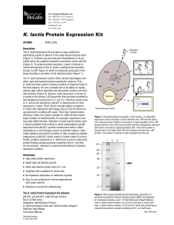 K. lactis Protein Expression Kit E1000