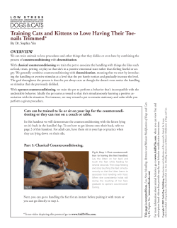 Training Cats and Kittens to Love Having Their Toe