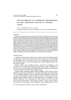 the occurrence of lampbrush chromosomes in early diplotene