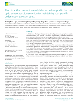 Abscisic acid accumulation modulates auxin transport in the root tip