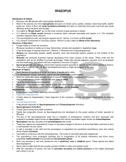 rhizopus - Sakshieducation.com