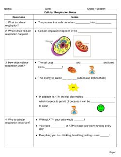 Cellular Respiration Podcast Notes