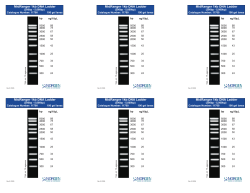 MidRanger 1kb DNA Ladder