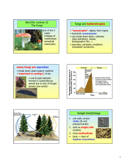 fungi are heterotrophs fungal morphology