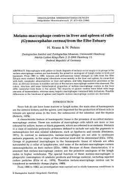 Melano-macrophage centres in liver and spleen of ruffe <Emphasis