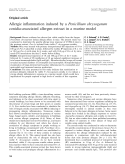 Allergic inflammation induced by a Penicillium chrysogenum conidia