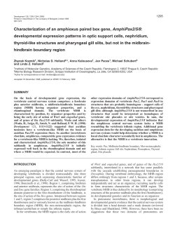 Amphioxus AmphiPax2/5/8