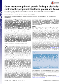 Outer membrane &beta;-barrel protein folding is physically controlled by