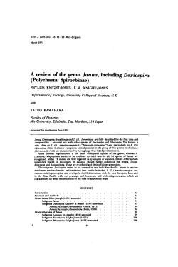 A review of the genus Janua, including Dexiospira (Polychaeta