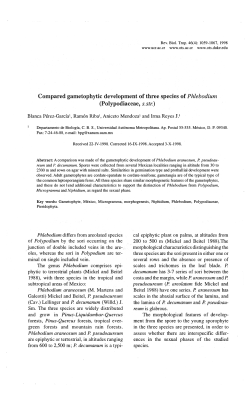 Compared gametophytic development of threespecies of Phlebodium