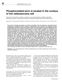 Phosphorylated ezrin is located in the nucleus of the