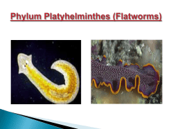 Ch 26 - Platyhelminthes